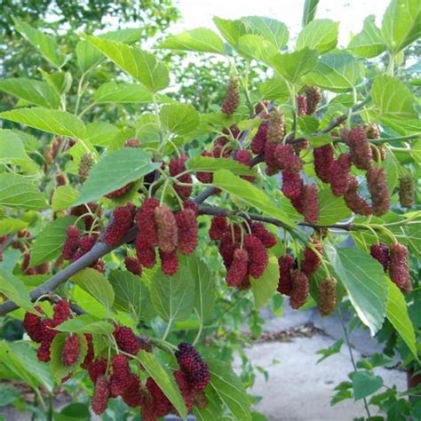 家裡不能種桑樹|家裡種植桑葚樹可以嗎忌種在住宅前